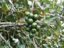 whangarei (07)